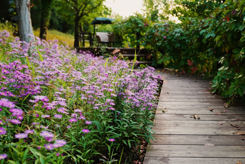 purple flowers on brown wooden pathway